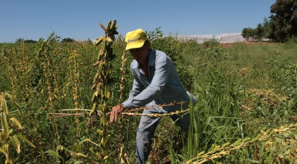 Más de 400 agricultores de Yby Yaú golpeados por la falta de lluvia