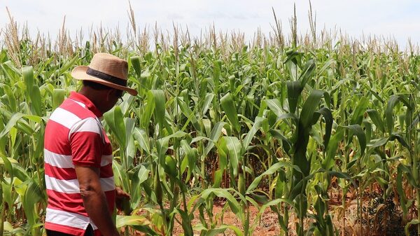 El campo se enfrenta a tres desafíos diferentes que crean escenario complejo - La Clave