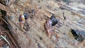 Alerta en Ciudad del Este por invasión de caracoles africanos - ADN Digital