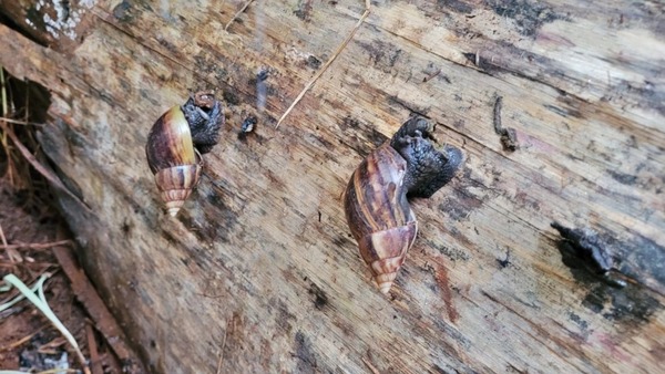 Alerta en Ciudad del Este por invasión de caracoles africanos - ADN Digital