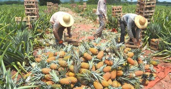 La Nación / Trabas de exportación a Argentina generan crisis en la producción nacional de piña