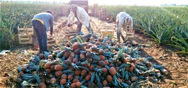 Productores de piña, en crisis por trabas argentinas a la exportación - ADN Digital