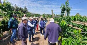 La Nación / Delegación chilena llegará al país en diciembre para inspeccionar plantas de banana