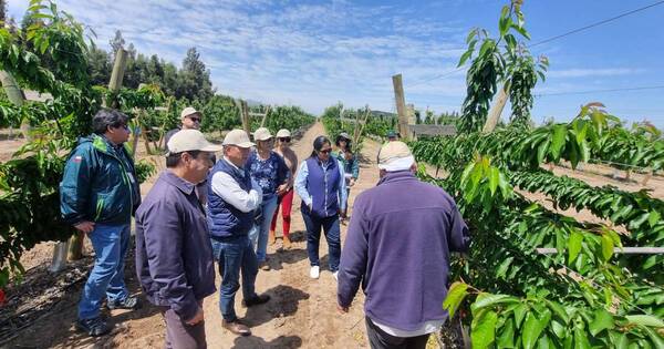La Nación / Delegación chilena llegará al país en diciembre para inspeccionar plantas de banana