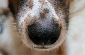 El olfato, un lazo entre el hombre y el perro desde los primeros tiempos - Mascotas - ABC Color