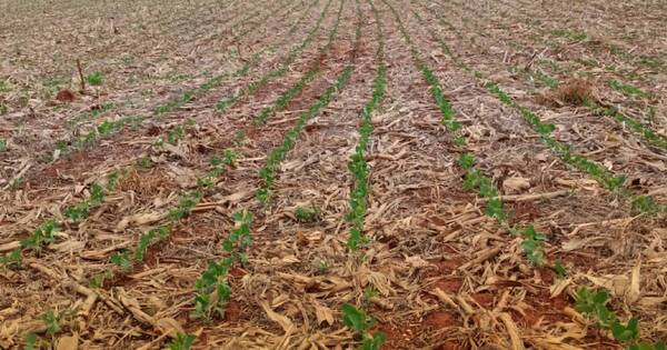 La Nación / Precipitaciones permitirán mitigar condiciones de sequía, señala Inbio
