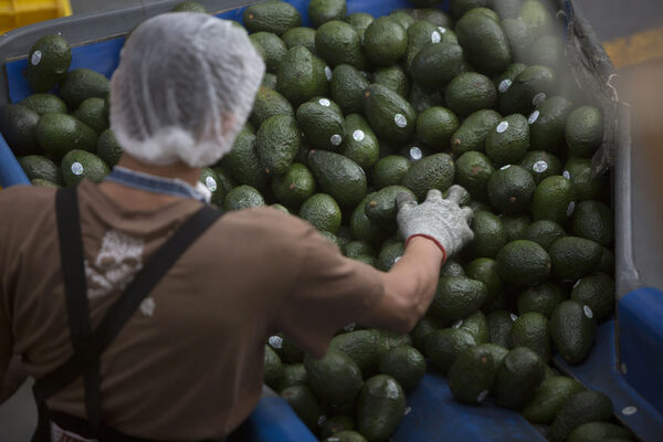 Aguacates mexicanos de exportación "fomentan deforestación" y vulneran derechos, según ONG - MarketData