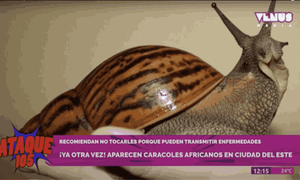 Aparición de Caracoles Africanos en Paraguay: Advierten sobre Riesgos de Parasitosis
