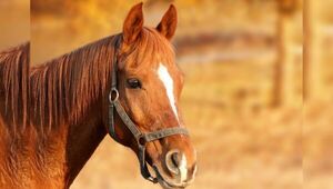 Alerta en Paraguay por encefalomielitis equina en Argentina (piden usar repelente y reportar casos sospechosos)