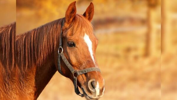 Alerta en Paraguay por encefalomielitis equina en Argentina (piden usar repelente y reportar casos sospechosos)