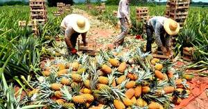 La Nación / Trabas de envíos a Argentina generan crisis en la producción de piña local