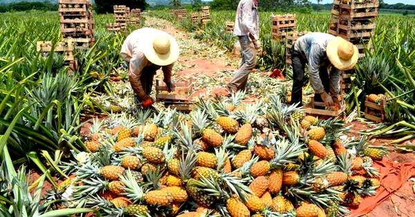 La Nación / Trabas de envíos a Argentina generan crisis en la producción de piña local