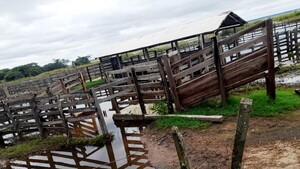 Casi 13.000 bovinos son afectados por las inundaciones