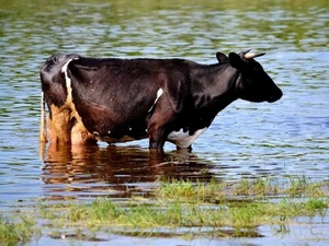 Gran cantidad de animales muertos por causa de las inundaciones - La Tribuna