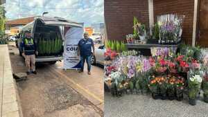 Incautan vehículo y plantas presumiblemente ingresadas de contrabando a Itapúa