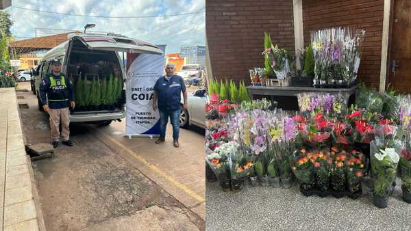 Incautan vehículo y plantas presumiblemente ingresadas de contrabando a Itapúa