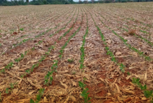 Precipitaciones permitirán mitigar condiciones de sequía, señala Inbio