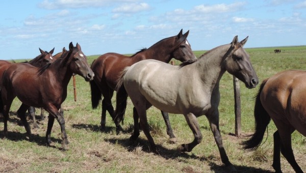 Encefalomielitis equina: vigilancia se centra en tres regiones sanitarias | 1000 Noticias