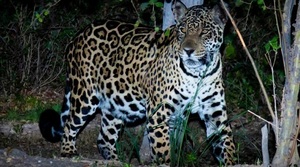 El Yaguareté en Paraguay: Enfrentando la extinción en su Día Internacional