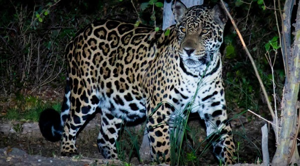 El Yaguareté en Paraguay: Enfrentando la extinción en su Día Internacional