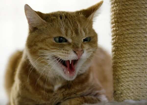 Así puede entender mejor la comunicación de su gato - Mascotas - ABC Color