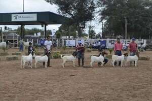 Destacan apoyo de Brasil para mejorar ganadería caprina y ovina en Paraguay  - Nacionales - ABC Color