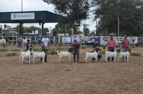 Destacan apoyo de Brasil para mejorar ganadería caprina y ovina en Paraguay - Nacionales - ABC Color