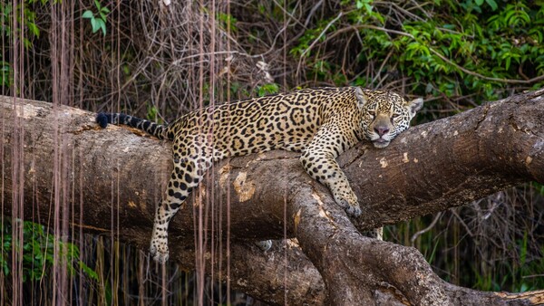 WWF celebra el Día Nacional e Internacional del Jaguareté, felino icónico de Sudamérica