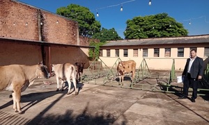 Comuna retiró de la calle Ytororó cuatro vacas que deambulaban por Coronel Oviedo