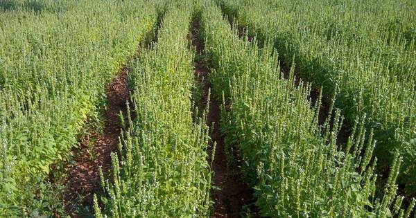 La Nación / Lluvias permitirán mitigar condiciones de la sequía