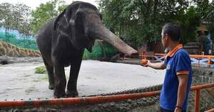 Murió “Mali”, el único elefante que quedaba en Filipinas luego de casi 50 años en cautiverio - Unicanal