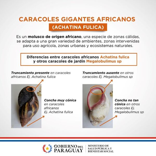 Diario HOY | ¿Cómo identificar un caracol gigante africano?