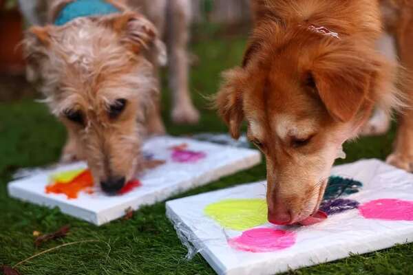 De perros abandonados a artistas - Mascotas - ABC Color