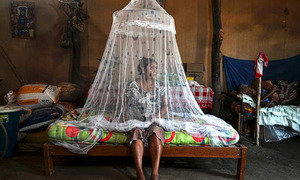 En Perú se registro más de 440 muertos por dengue desde enero