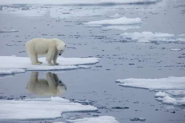 Los osos polares modifican su comportamiento en Groenlandia debido al cambio climático - Ciencia - ABC Color