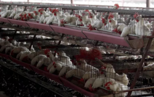 Influenza aviar en países vecinos: Paraguay toma medidas de prevención y coordinación con productores