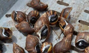 Tras años sin reportes, reaparecen los temidos caracoles africanos en Alto Paraná – Prensa 5