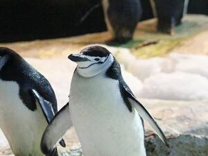 Los pingüinos barbijo que anidan duermen 11 horas al día pero en microsueños de 4 segundos - Ciencia - ABC Color