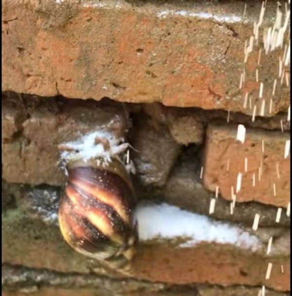Caracol gigante africano: conozca las medidas de protección y como identificarlo