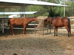 Autoridades argentinas “priorizan” vacunar por encefalomielitis equina “donde haya brotes” - Mundo - ABC Color