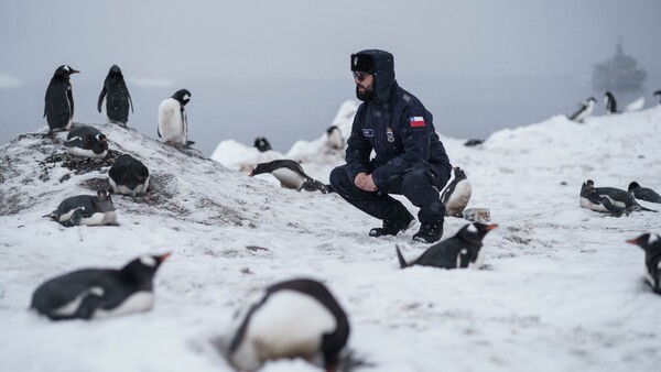 Los pingüinos barbijo que anidan duermen 11 horas al día pero en microsueños de 4 segundos