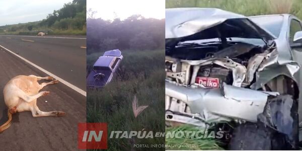 VACAS EN LA RUTA 8 PROVOCAN UN GRAVE ACCIDENTE DE TRÁNSITO - Itapúa Noticias