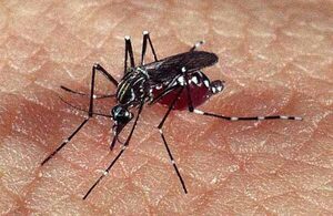En las últimas cuatro semanas confirmaron 26 casos de dengue en San Lorenzo - San Lorenzo Hoy
