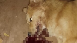 Policía fue condenado por matar a balazos a un perro