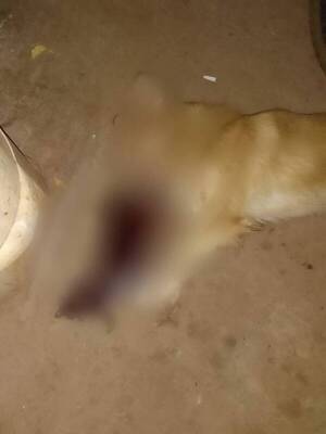 Condenan a Policía por matar a balazos un perro que se "robó" la carne de asado de su parrilla