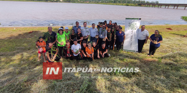 EN ENCARNACIÓN PLANTARON PINO PARANÁ QUE SE ENCUENTRA EN PELIGRO DE EXTINCIÓN - Itapúa Noticias