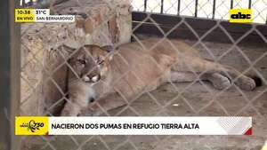 Video: Nacieron dos pumas en refugio Tierra Alta - ABC Noticias - ABC Color