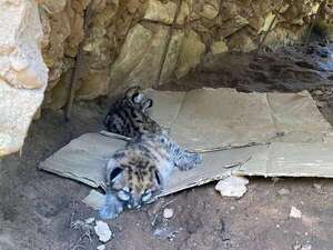 Crías de pumas nacidos en refugio privado de San Bernardino continúan su evolución favorable - Mascotas - ABC Color