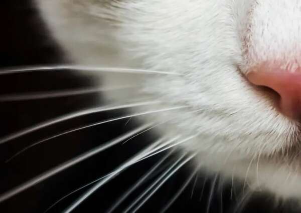 Los misteriosos bigotes de los gatos: más que un rasgo estético - Mascotas - ABC Color