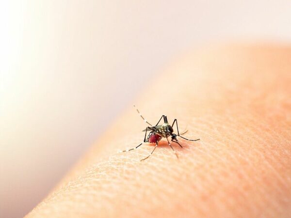 Alerta en el departamento Itapúa por aumento de casos de dengue y chikungunya"